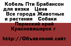 Кобель Пти Брабансон для вязки › Цена ­ 30 000 - Все города Животные и растения » Собаки   . Пермский край,Красновишерск г.